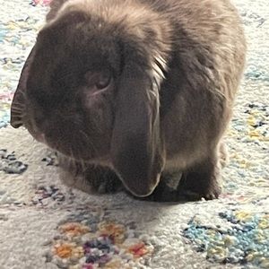 Meet your Posher, Jameson